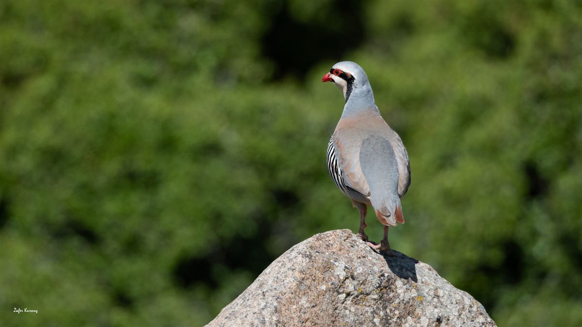 Chukar Partridge