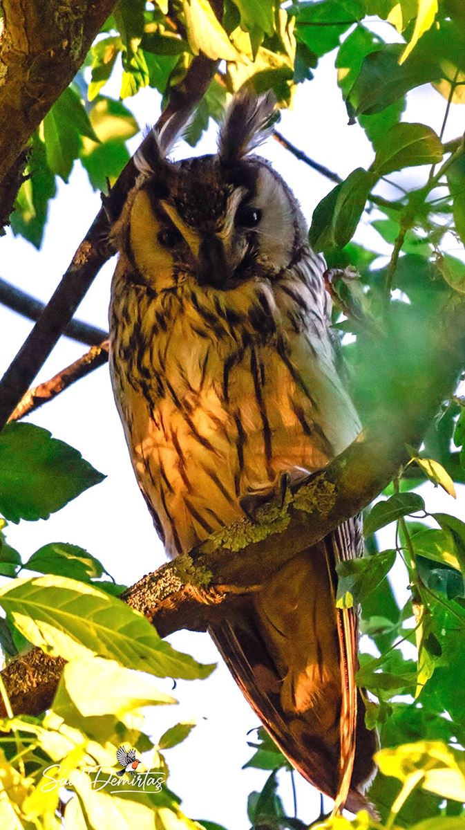 Long-eared Owl