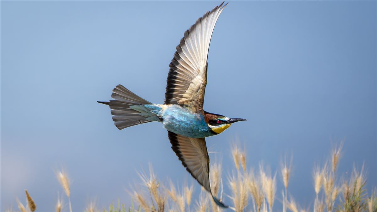 European Bee-eater