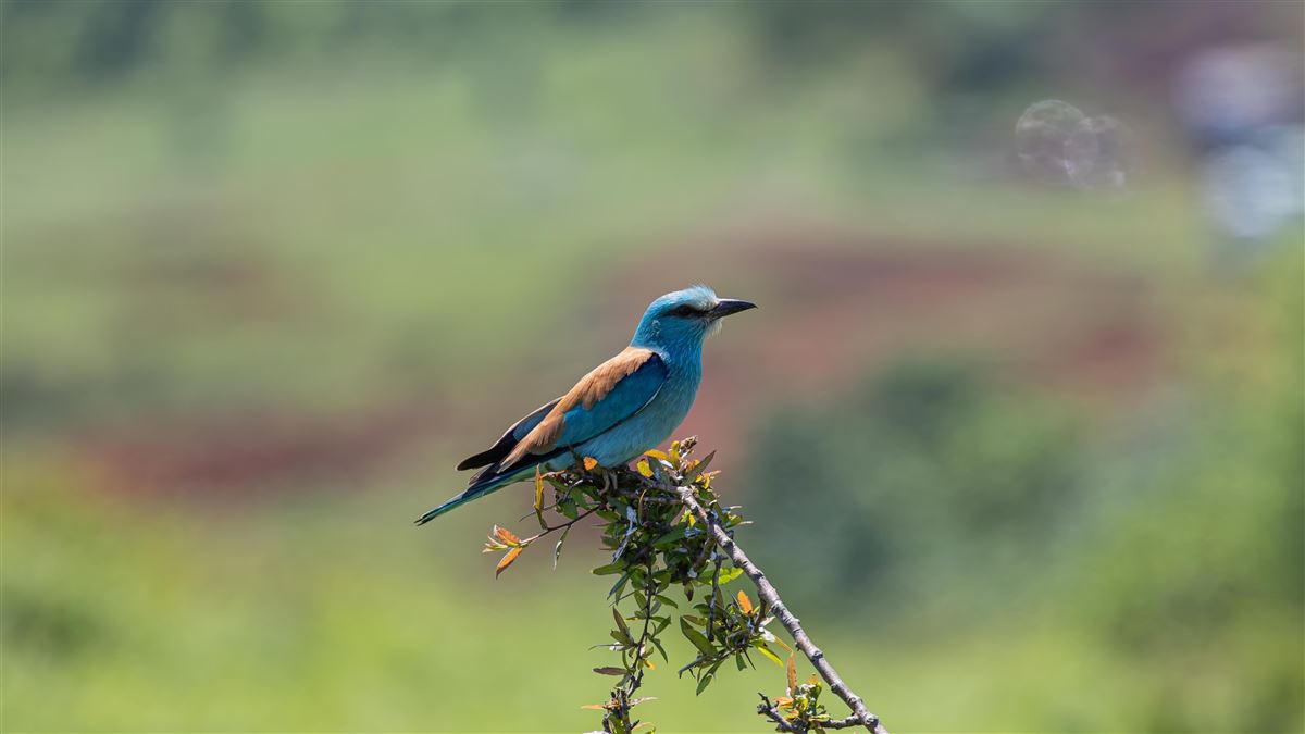 European Roller