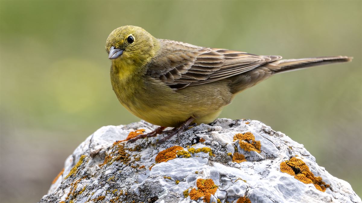 Cinereous Bunting