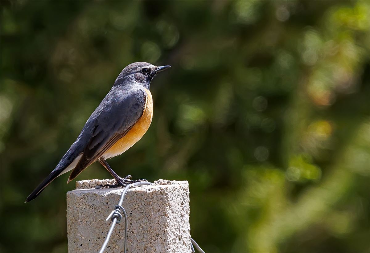 White-throated Robin