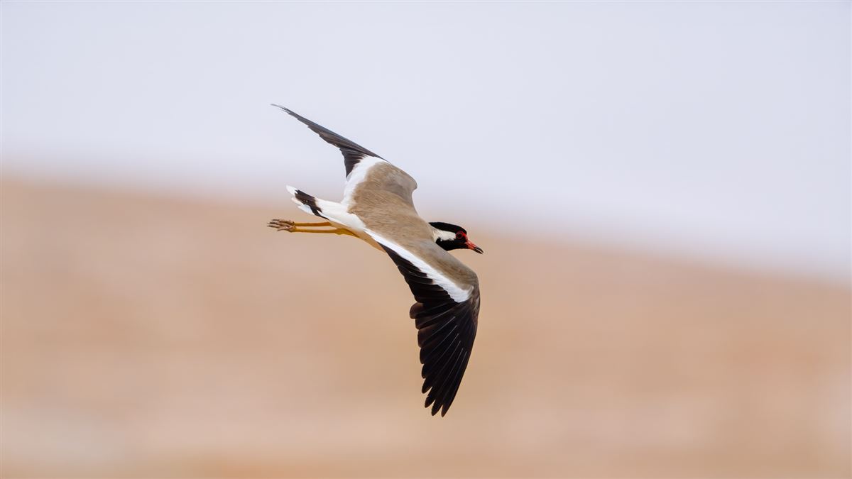 Red-wattled Lapwing