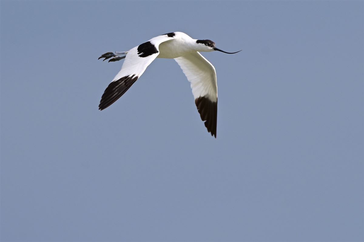 Pied Avocet
