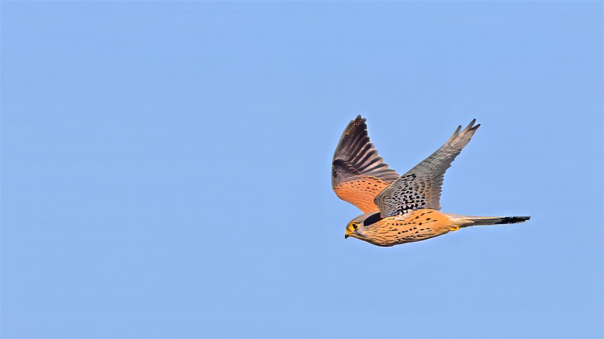 Common Kestrel