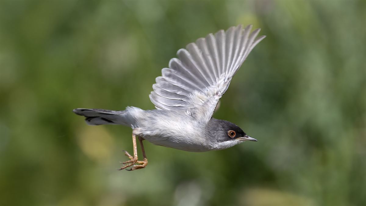 Menetries`s Warbler