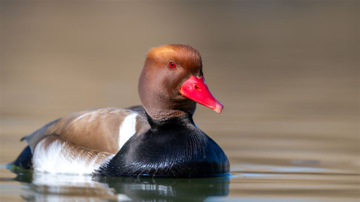 Red-crested Pochard