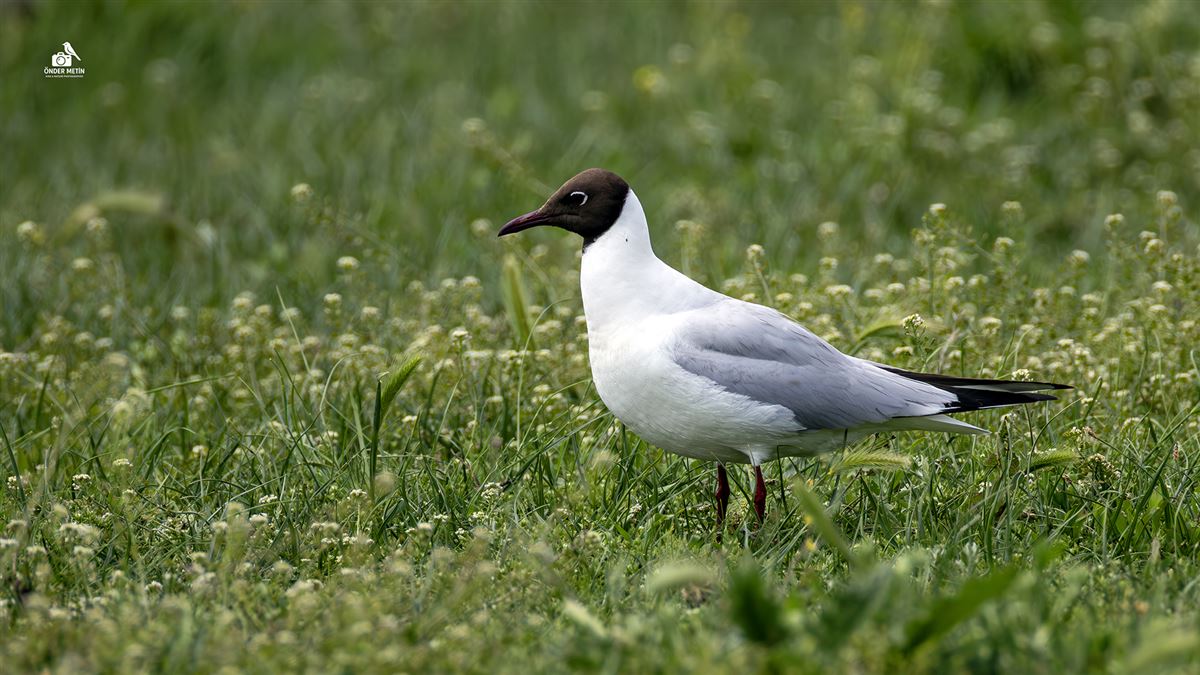 Black-headed Gull