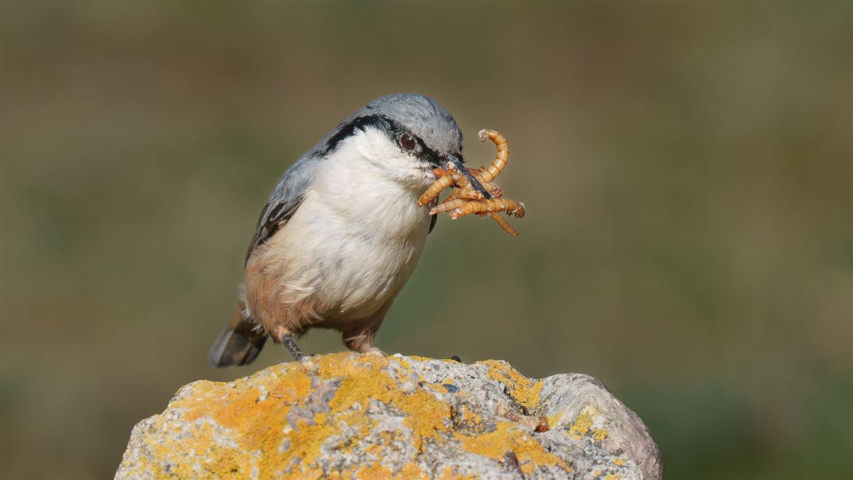 Western Rock Nuthatch