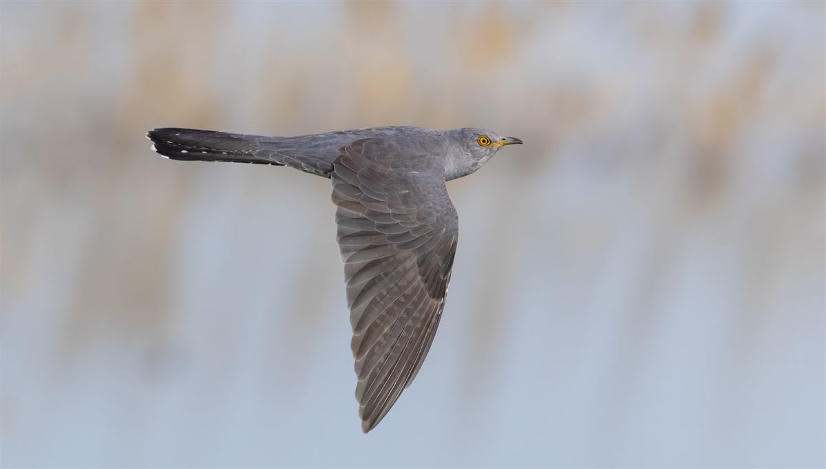 Common Cuckoo