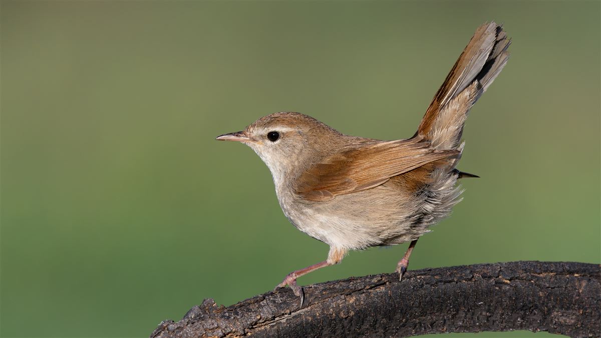 Cetti`s Warbler