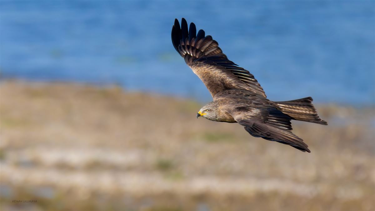 Black Kite