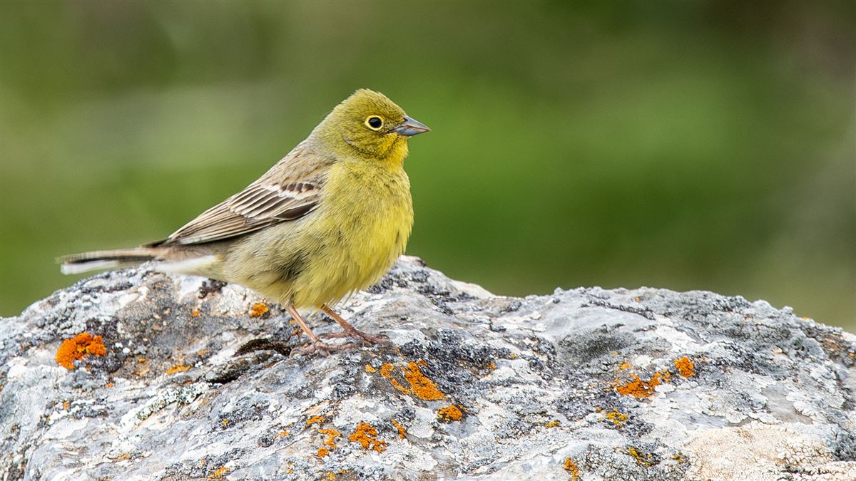 Cinereous Bunting