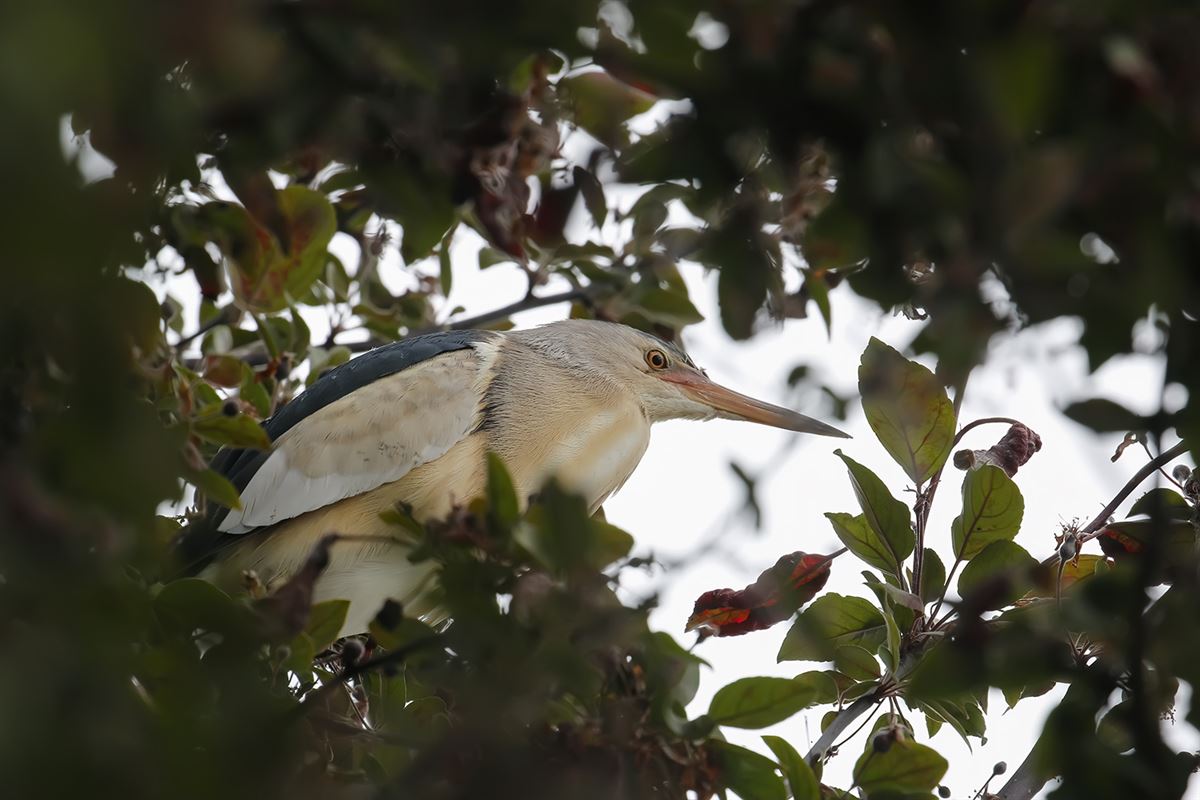 Little Bittern