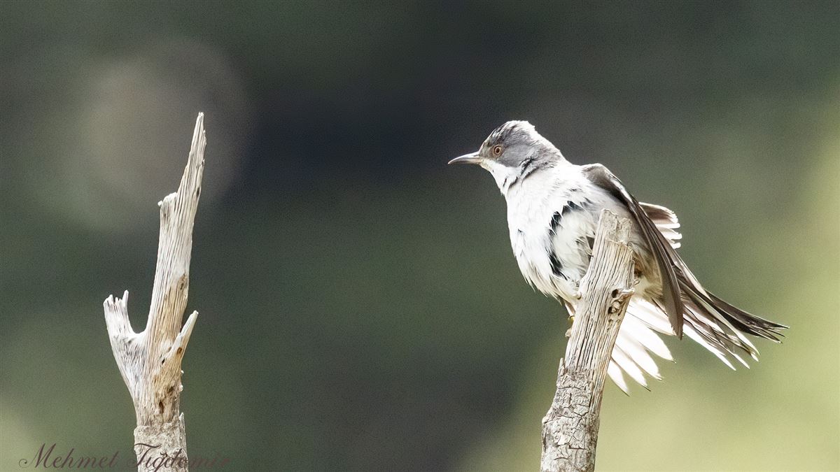 Eastern Orphean Warbler