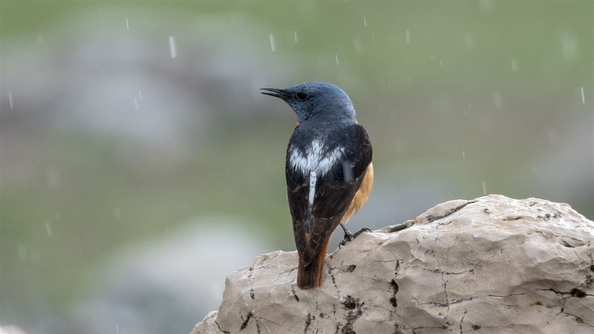 Common Rock Thrush
