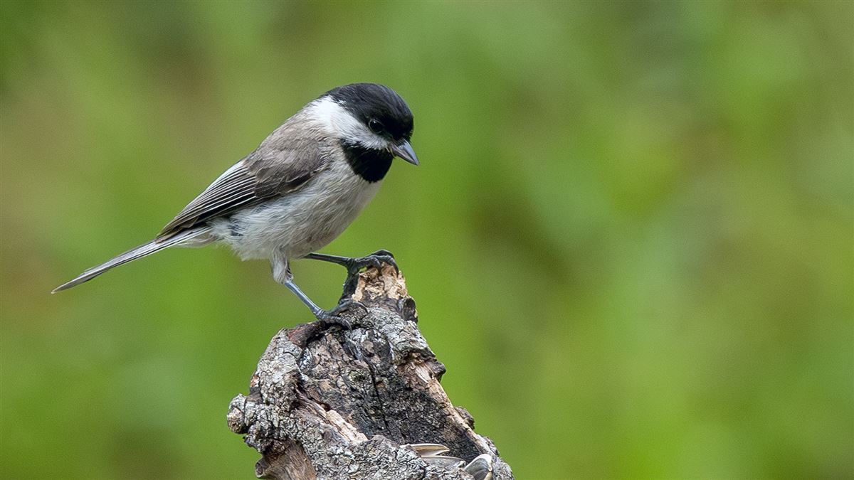 Sombre Tit