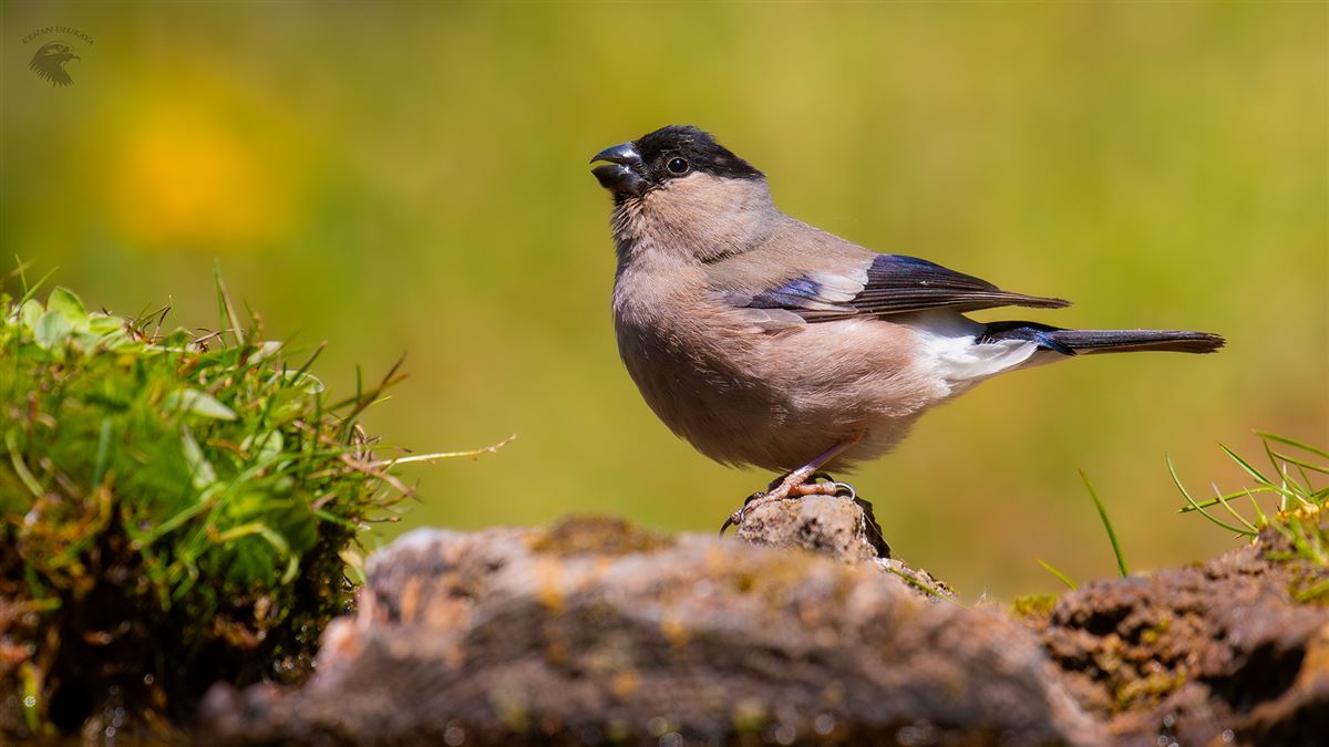 Eurasian Bullfinch