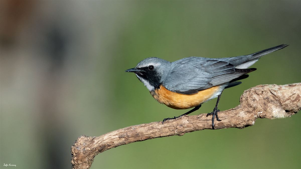 White-throated Robin