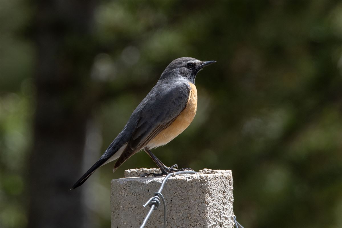 White-throated Robin