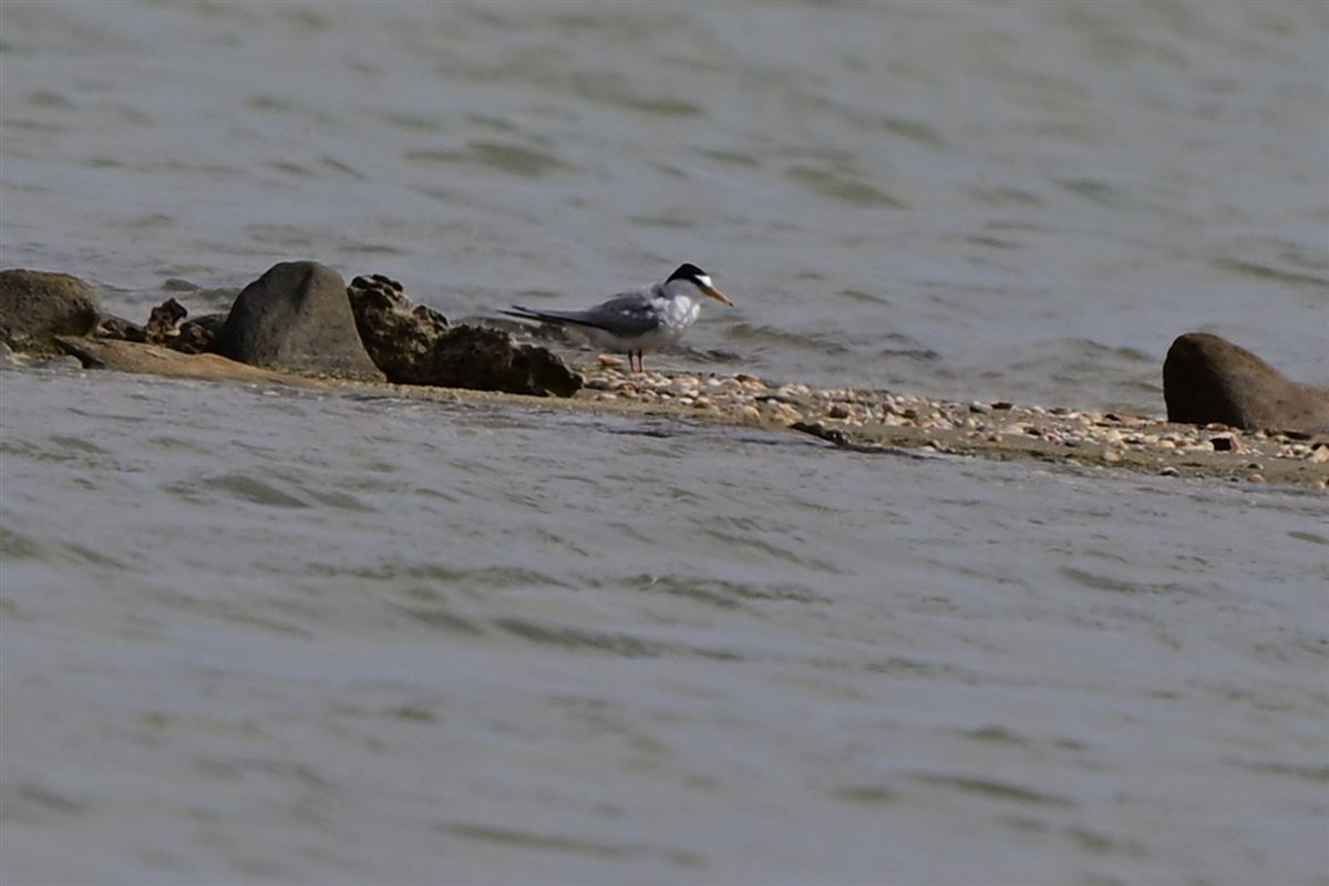 Little Tern