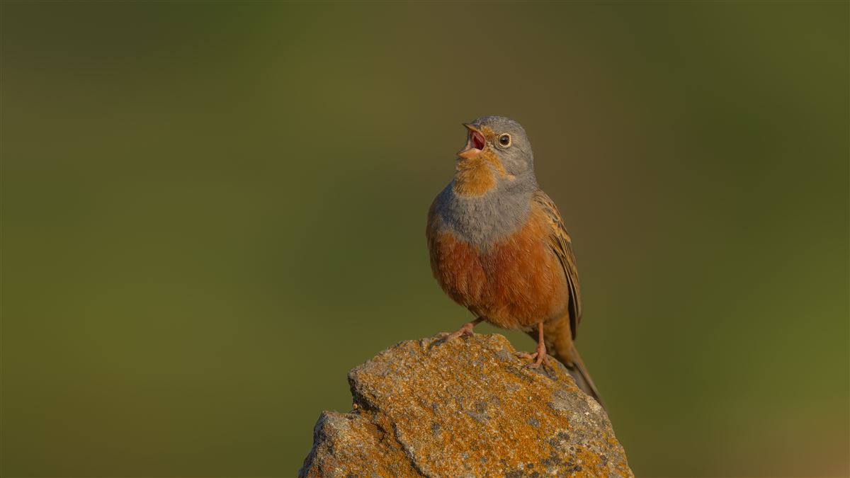 Cretzschmar`s Bunting