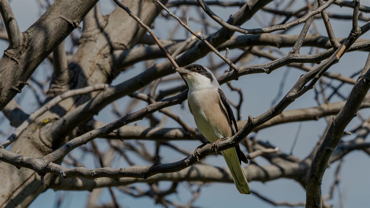 Lesser Grey Shrike