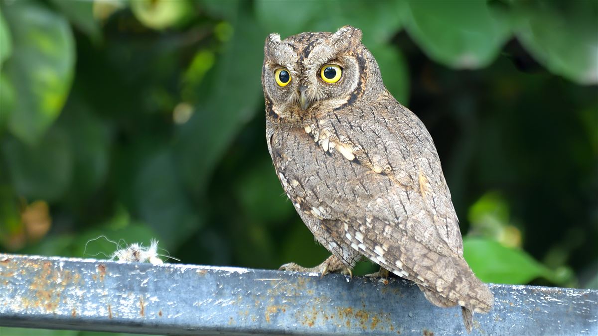 Eurasian Scops Owl