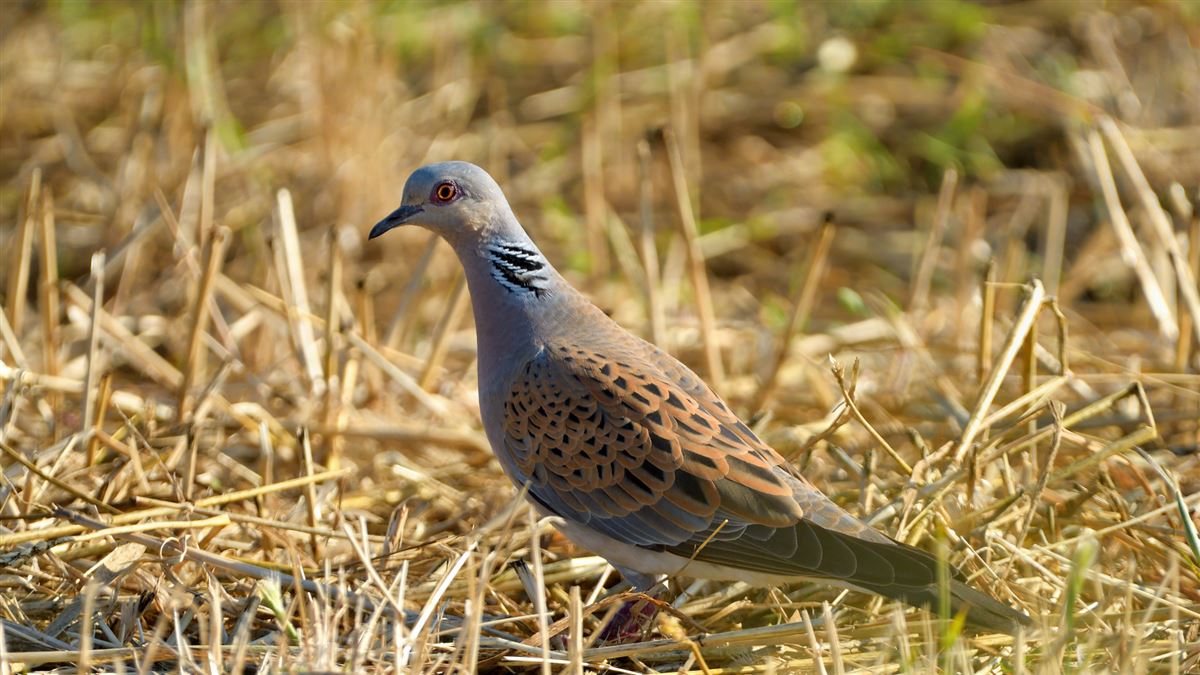 European Turtle Dove
