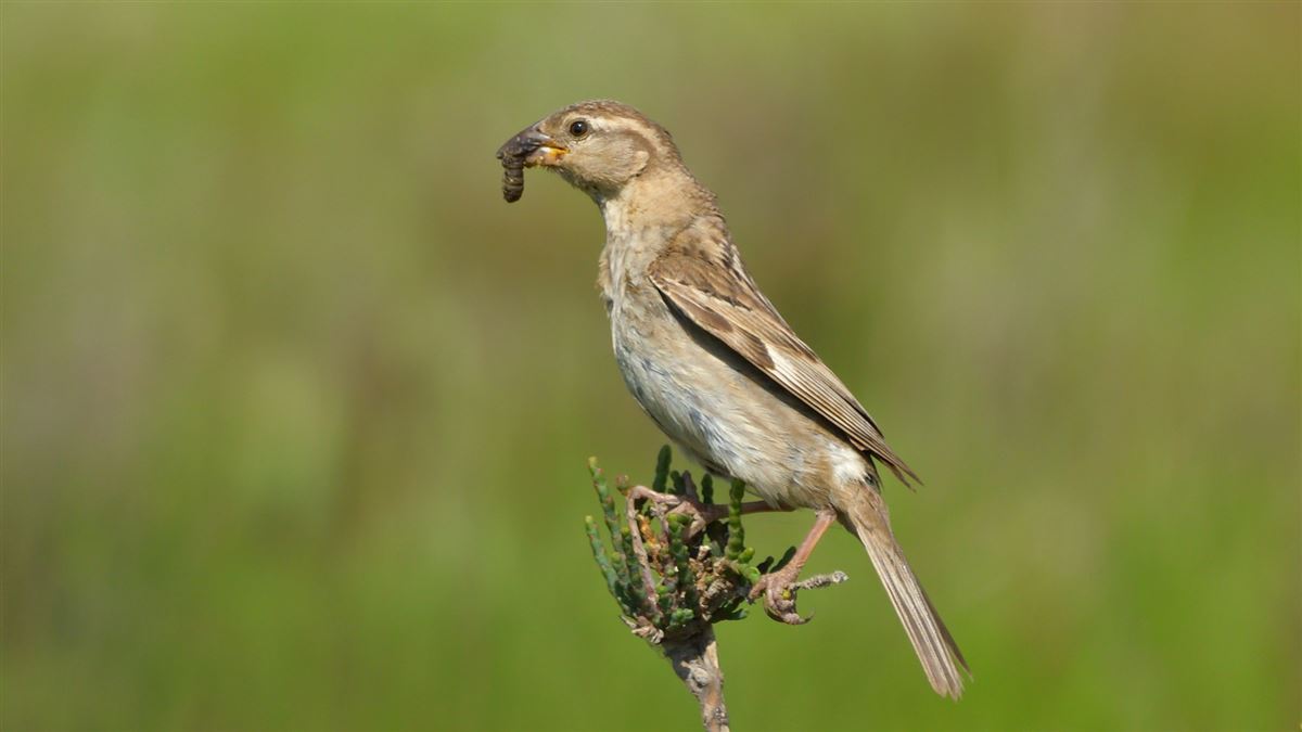 House Sparrow