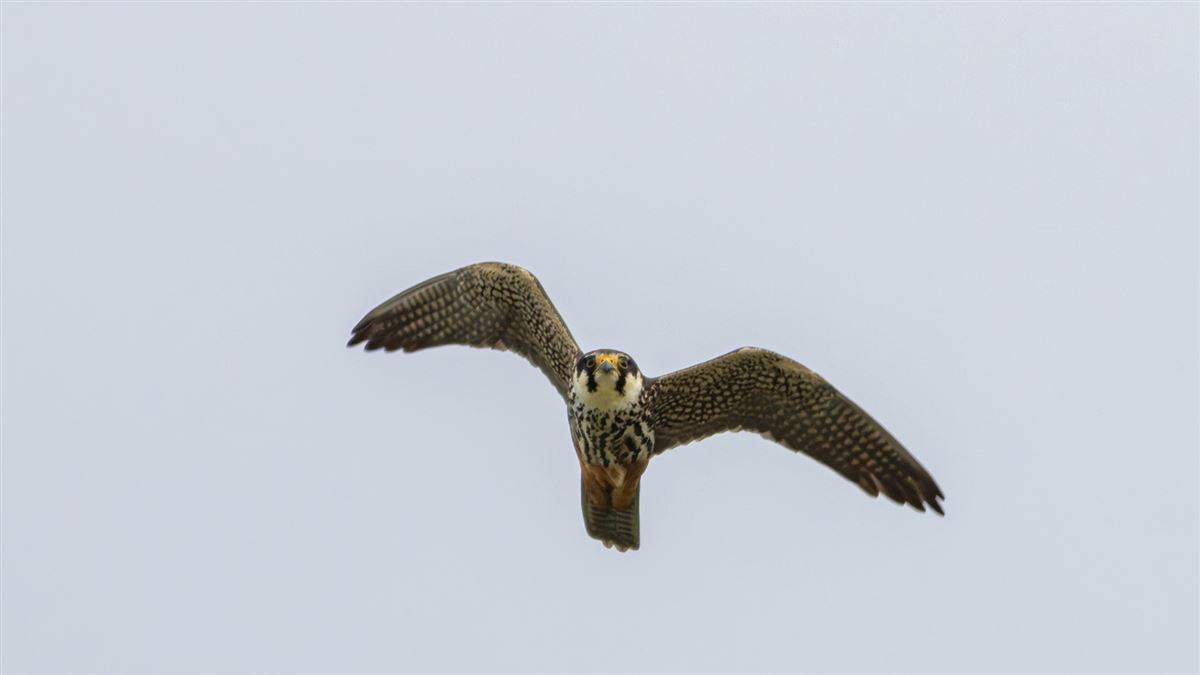 Eurasian Hobby