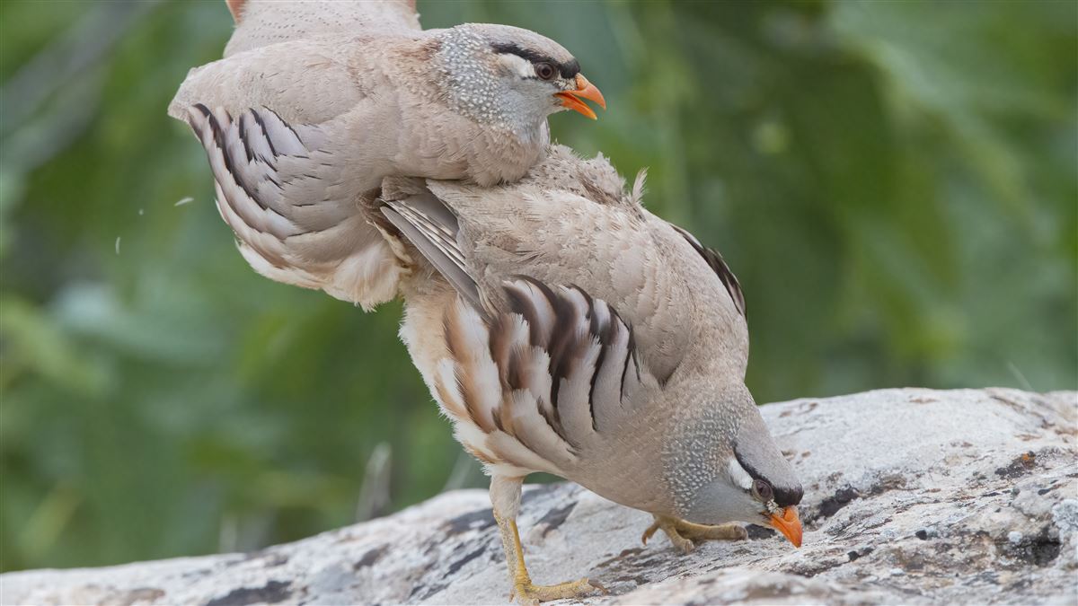 See-see Partridge