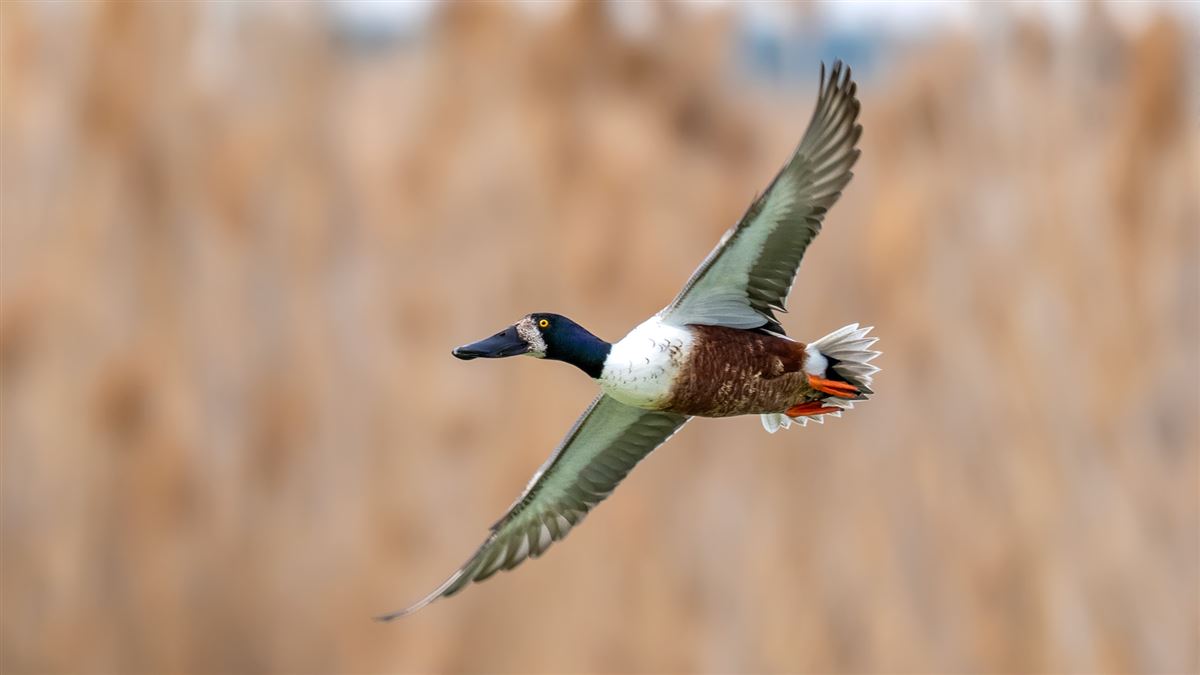 Northern Shoveler