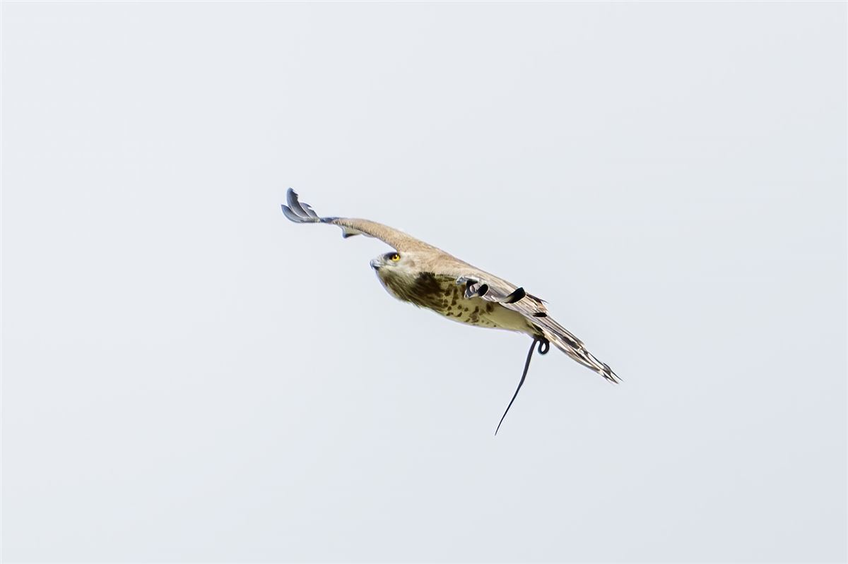 Short-toed Snake Eagle