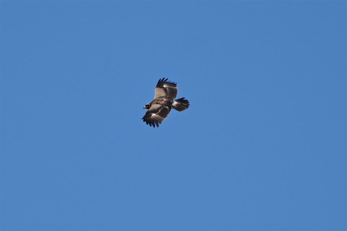 Lesser Spotted Eagle