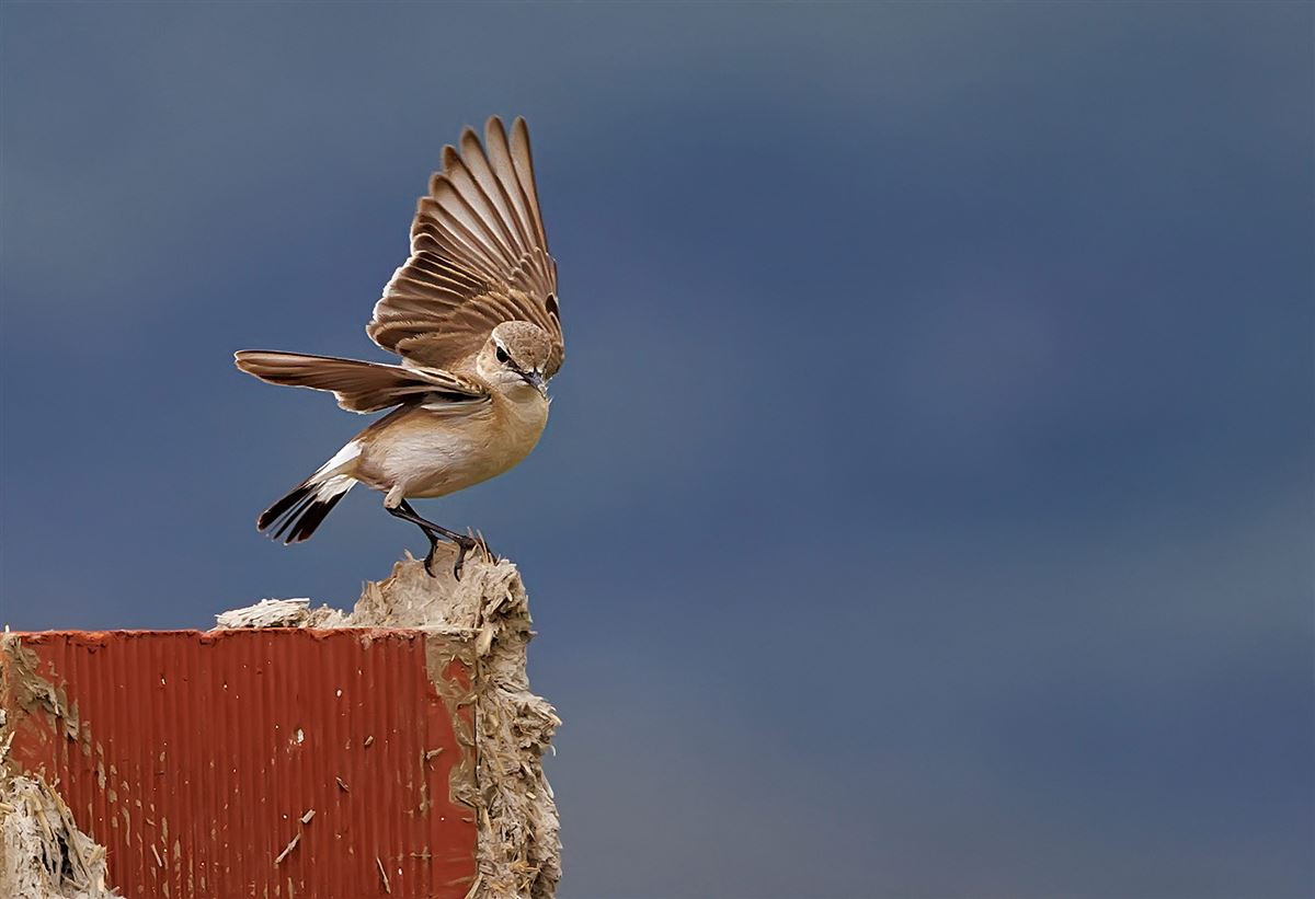 Isabelline Wheatear