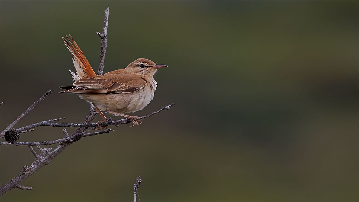 Rufous-tailed Scrub Robin