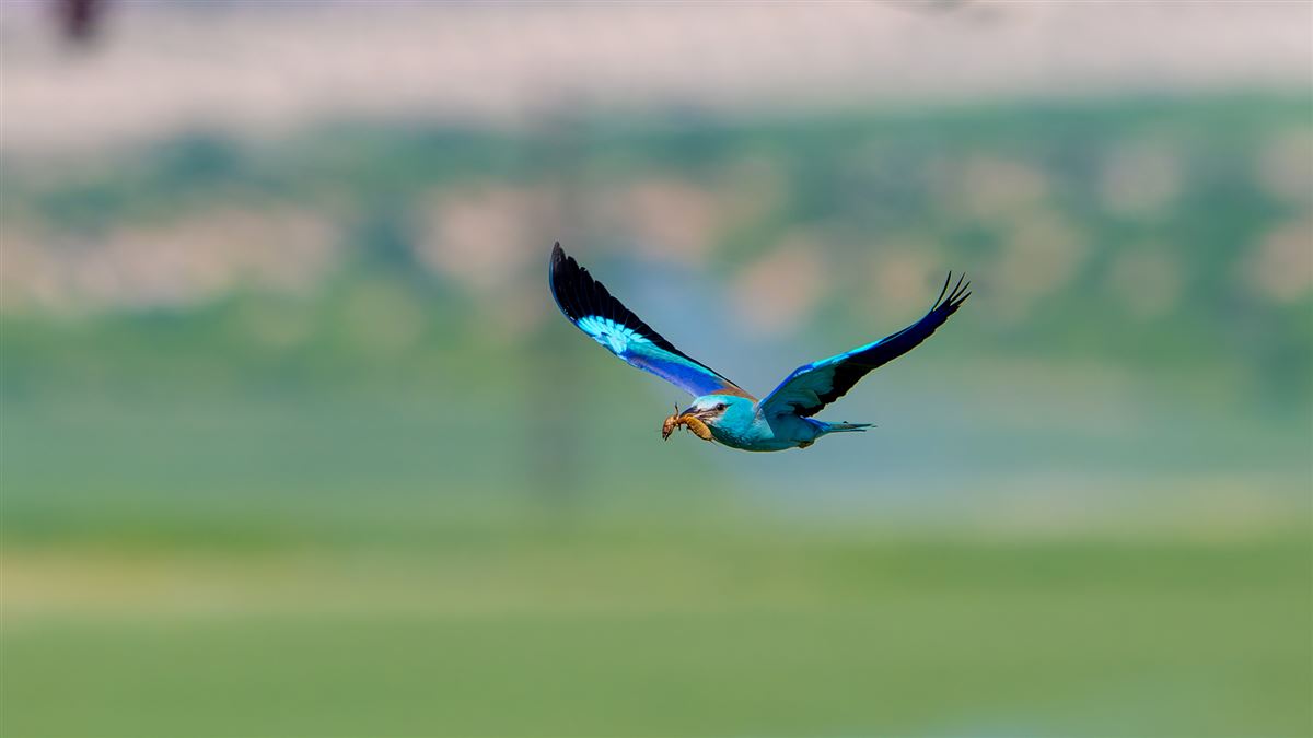 European Roller