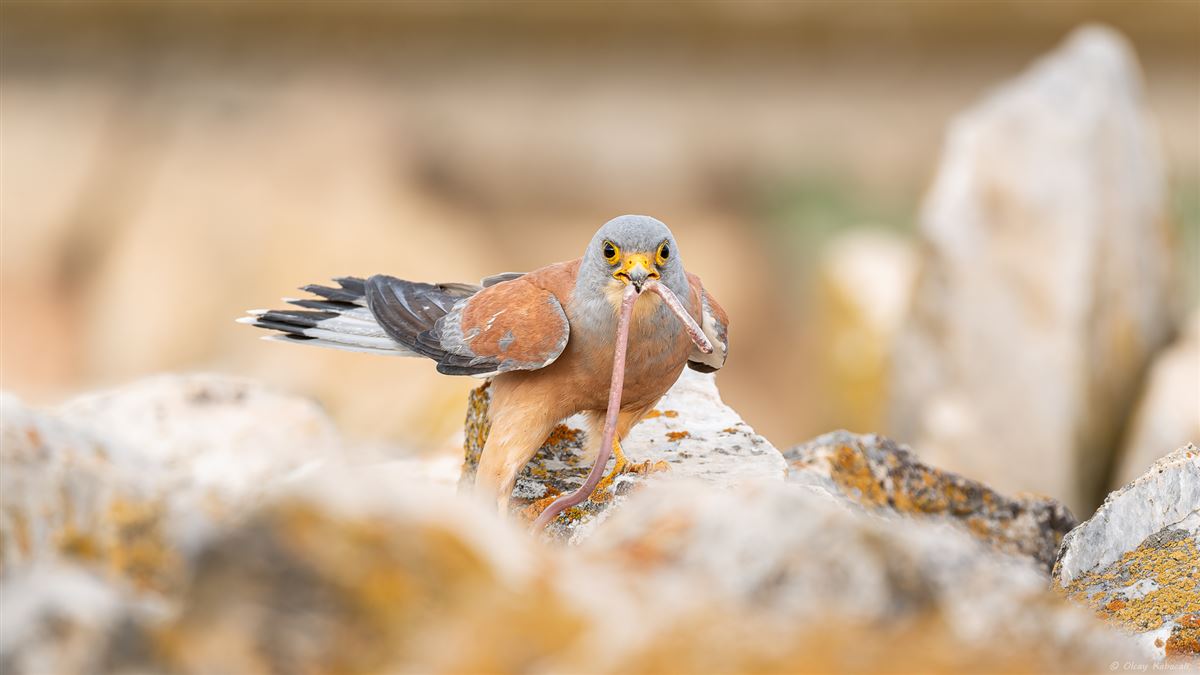 Lesser Kestrel
