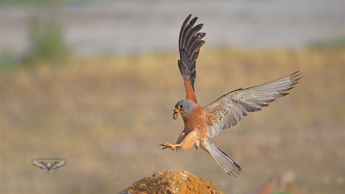 Lesser Kestrel