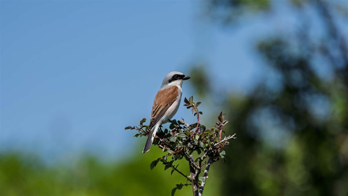 Red-backed Shrike