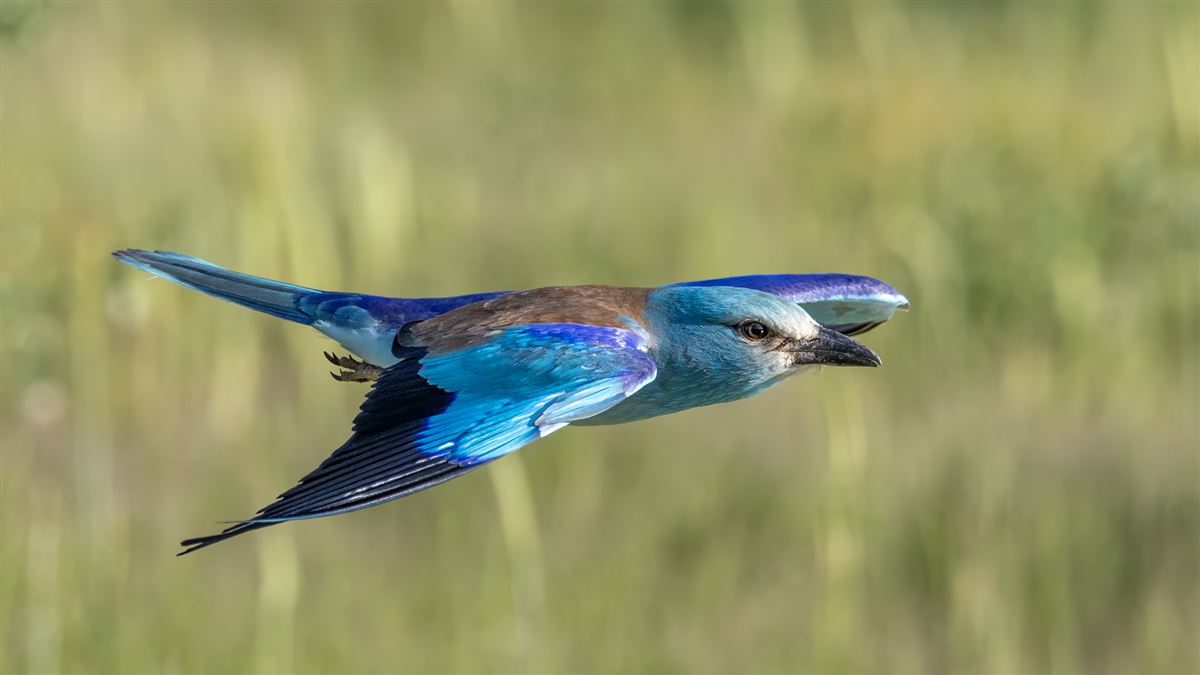 European Roller