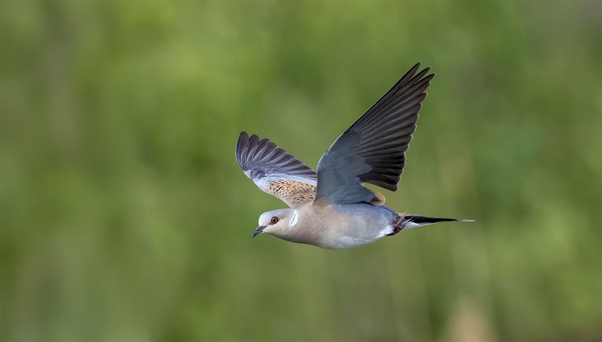 European Turtle Dove