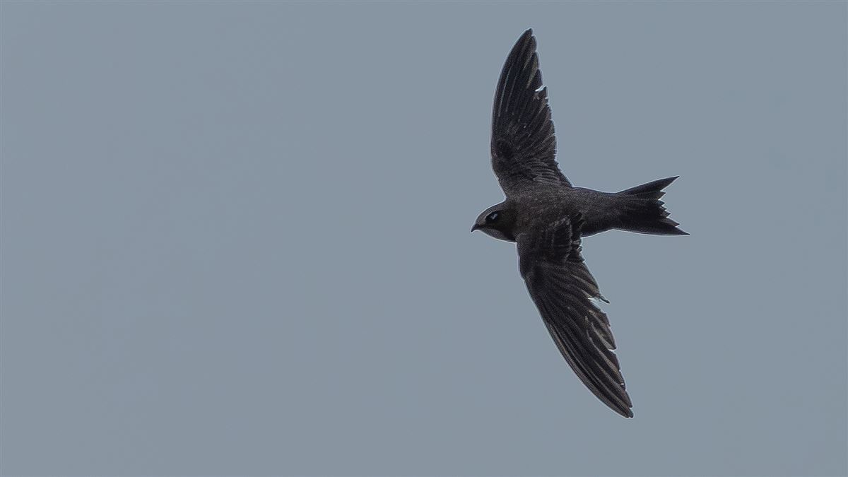 Pallid Swift