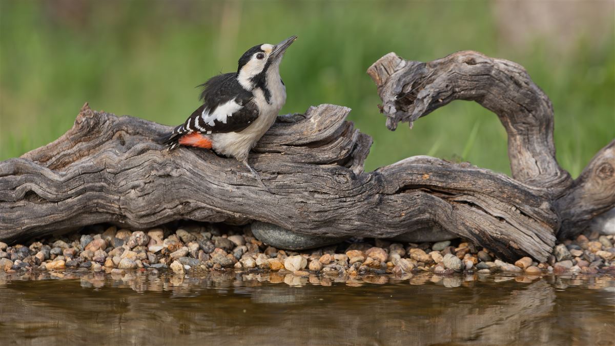 Syrian Woodpecker
