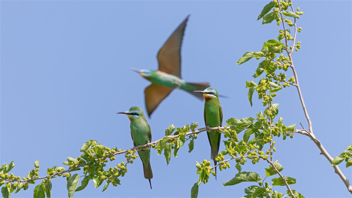 Blue-cheeked Bee-eater