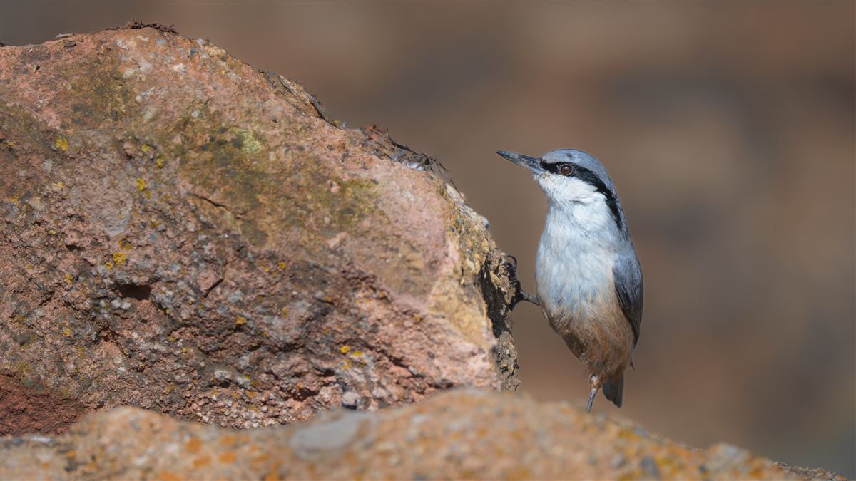 Western Rock Nuthatch