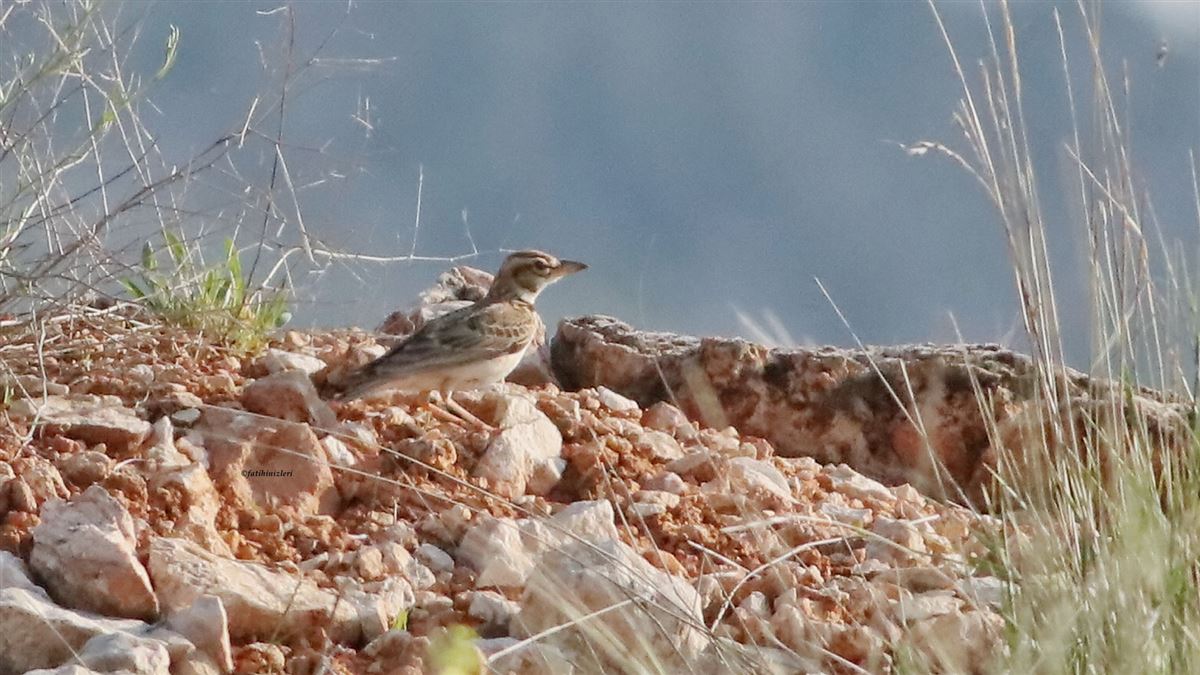 Bimaculated Lark