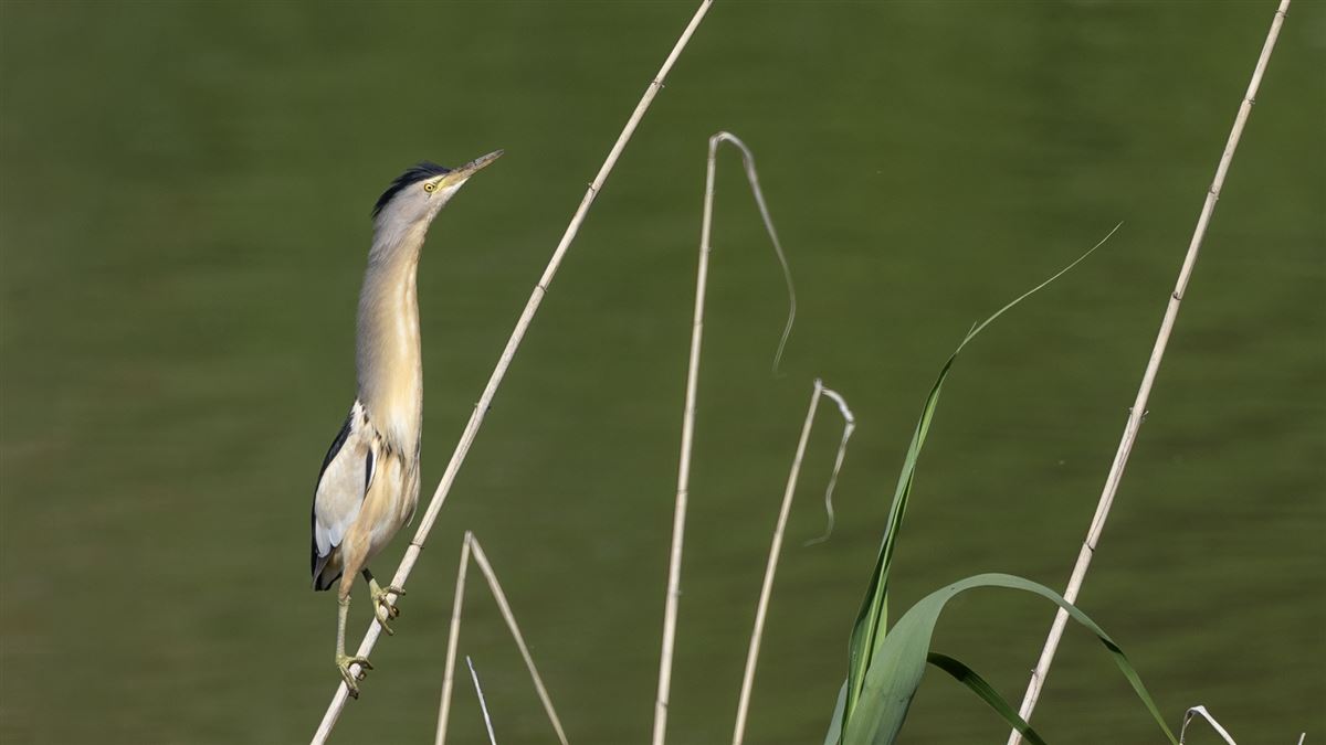 Little Bittern