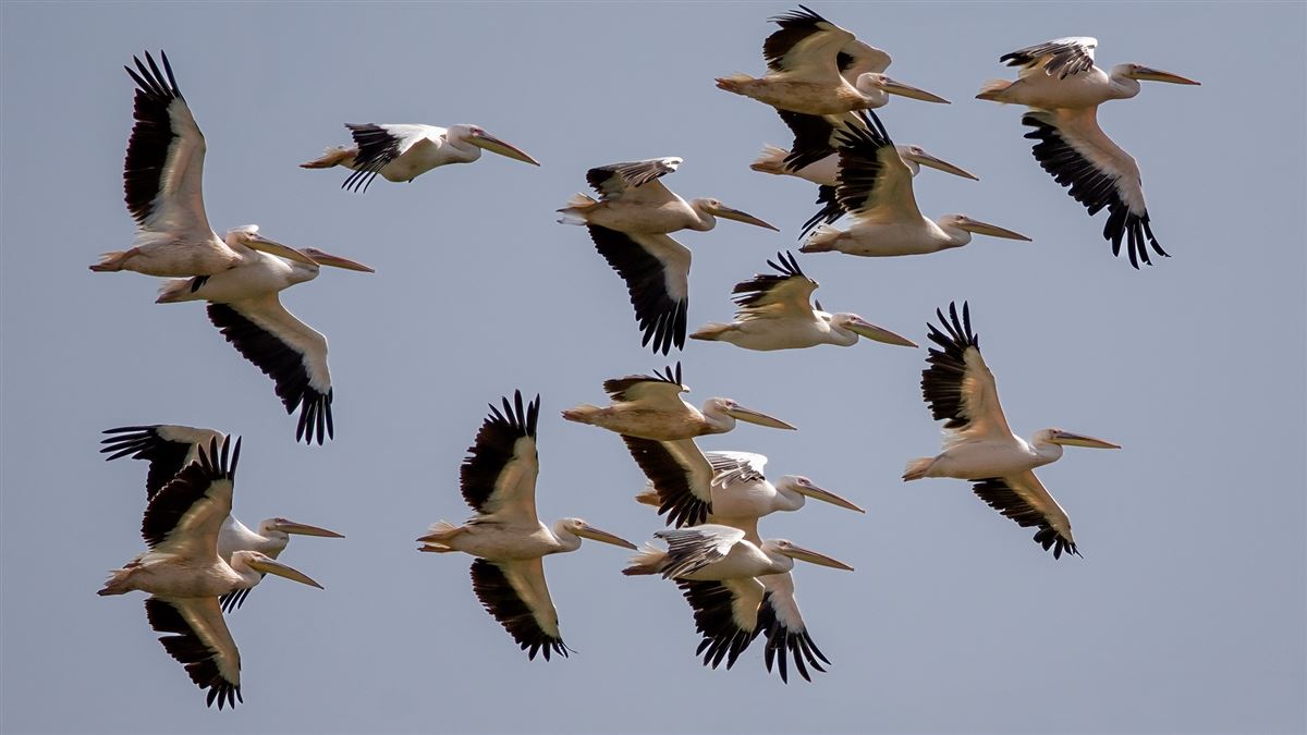 Great White Pelican